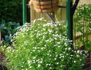 Mutterkraut (Tanacetum parthenium)