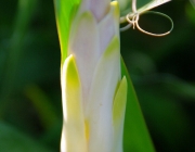 Palmlilie (Yucca filamentosa)