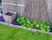 Kapuzinerkresse (Tropaeolum)