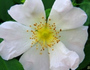 Hunds-Rose (Rosa canina)