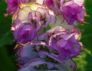 Muskatellersalbei (Salvia sclarea)