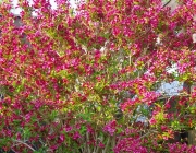 Weigelie „Bristol Ruby“