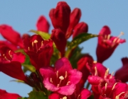 Weigelie „Bristol Ruby“