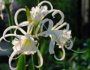 Ismene (Hymenocallis x festalis)