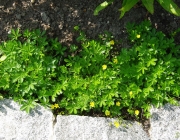 Frühlings-Fingerkraut (Potentilla neumanniana)