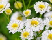 Mutterkraut (Tanacetum parthenium)