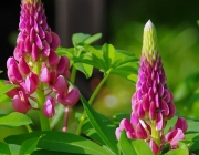 Lupinen (Lupinus)
