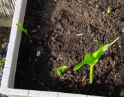 Ruhmeskrone (Gloriosa superba)