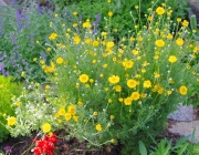 Färberkamille (Anthemis tinctoria)