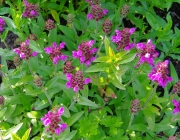 Große Braunelle (Prunella grandiflora)