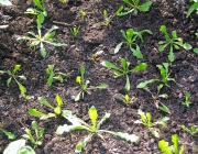 Strandflieder (Limonium)