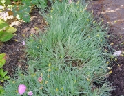 Federnelke (Dianthus plumarius)