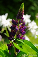 Lupine (Lupinus)