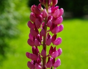 Lupine (Lupinus)