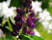 Lupine (Lupinus)