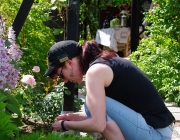 Die Strauchdiebin bei der Arbeit