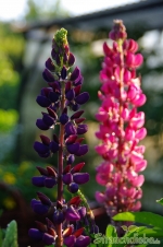 Lupine (Lupinus)