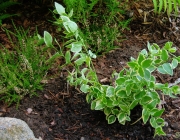 Großes Immergrün (Vinca major 'Variegata')