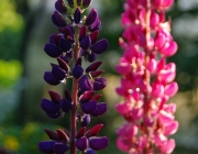 Lupine (Lupinus)