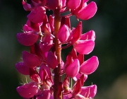 Lupine (Lupinus)