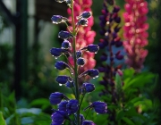Rittersporn (Delphinium)