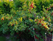 Rote Johannisbeere