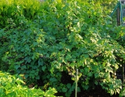 Schwarze Johannisbeere