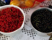 Johannisbeeren-Ernte