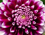 Dahlie (Dahlia 'Mystery Day')