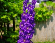 Rittersporn (Delphinium)