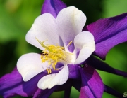 Akelei (Aquilegia)