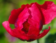 Klatschmohn (Papaver rhoeas)