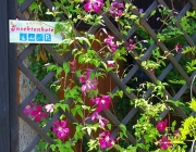 Waldrebe (Clematis)