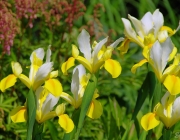 Schwertlilien (Iris)