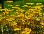 Mädchenaugen (Coreopsis)