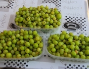 Stachelbeeren