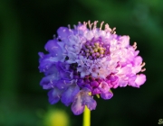 Tauben-Skabiose (Scabiosa columbaria)