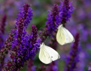 Grünaderweißling (Pieris napi)