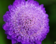 Tauben-Skabiose (Scabiosa columbaria)