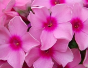 Flammenblume, Phlox