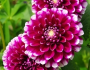 Dahlie (Dahlia 'Mystery Day')