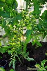 Tomaten