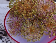 Zierlauch (Allium)