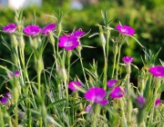 Kornrade (Agrostemma githago)