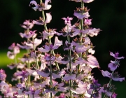 Muskatellersalbei (Salvia sclarea)