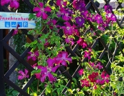 Waldreben (Clematis)