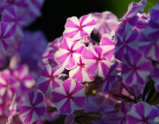 Flammenblume (Phlox)