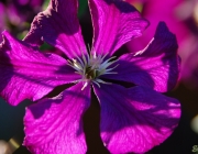 Waldrebe (Clematis)