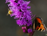 Kleine Fuchs (Aglais urticae)
