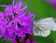 Grünaderweißling (Pieris napi)